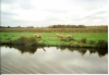 varen door het guisveld